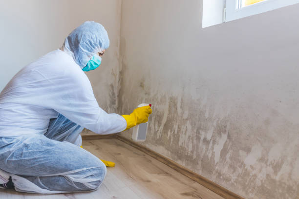 Licensed Mold Removal service in Fairview, NC - Mold Remediation HQ